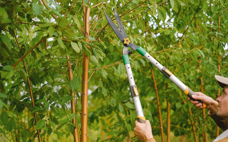 Tree trimming in Onaka, SD
