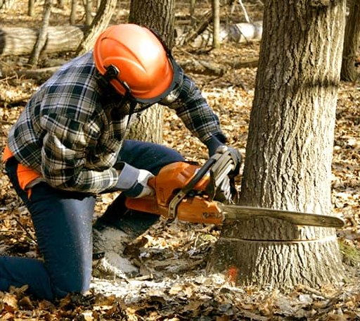 Tree Removal in Onaka, SD